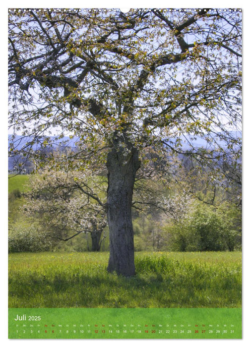 Klimaretter Baum (CALVENDO Premium Wandkalender 2025)