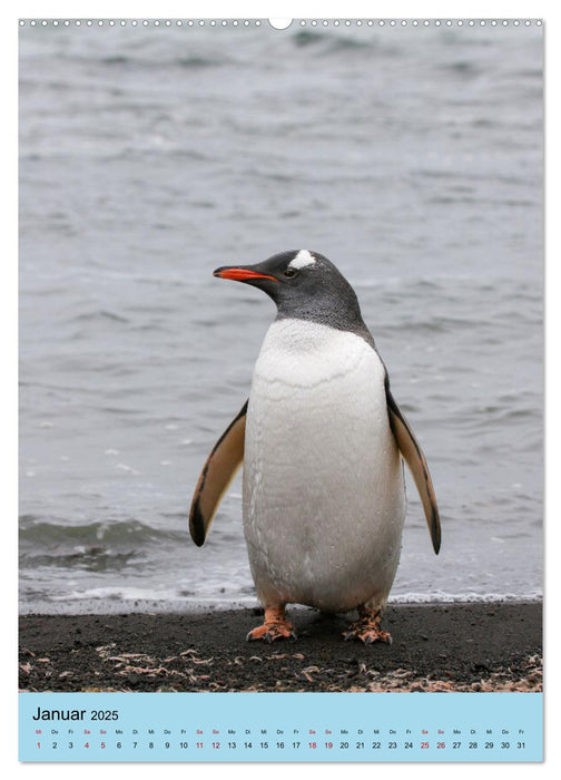 Antarktis - Das Gebiet der Pinguine (CALVENDO Premium Wandkalender 2025)