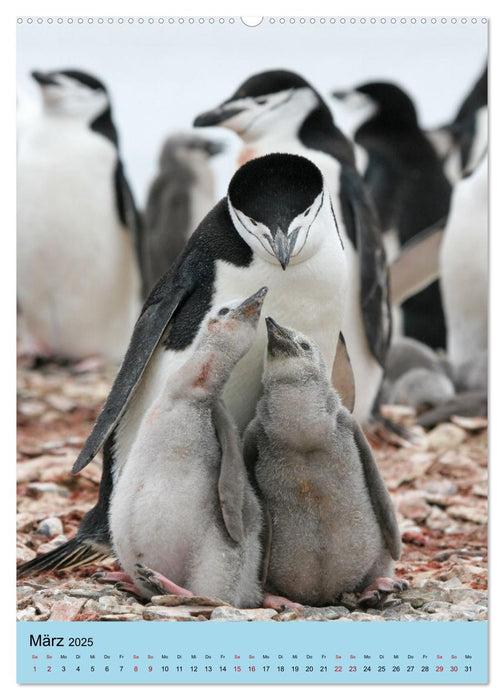 Antarktis - Das Gebiet der Pinguine (CALVENDO Premium Wandkalender 2025)