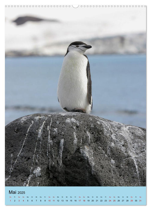 Antarktis - Das Gebiet der Pinguine (CALVENDO Premium Wandkalender 2025)