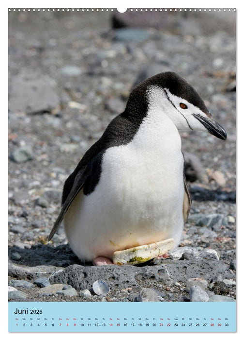 Antarktis - Das Gebiet der Pinguine (CALVENDO Premium Wandkalender 2025)