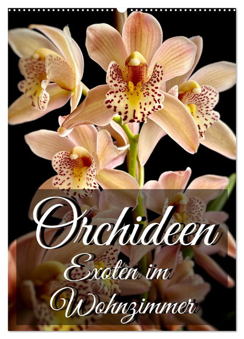 Orchideen - Exoten im Wohnzimmer (CALVENDO Wandkalender 2025)