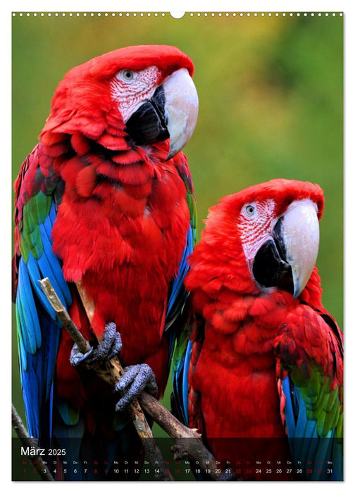 Papageien - exotische Schönheiten (CALVENDO Premium Wandkalender 2025)