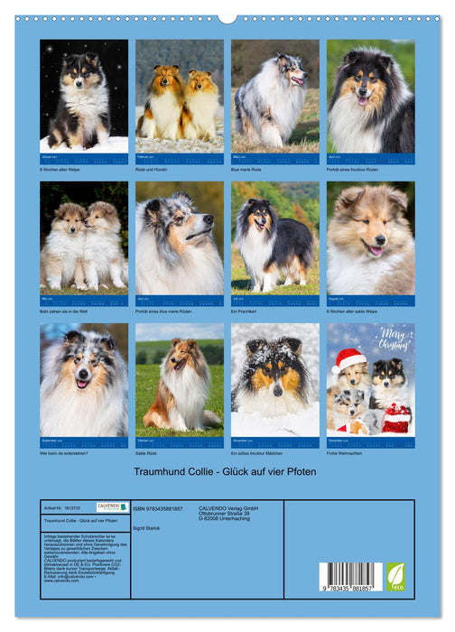 Traumhund Collie - Glück auf vier Pfoten (CALVENDO Premium Wandkalender 2025)