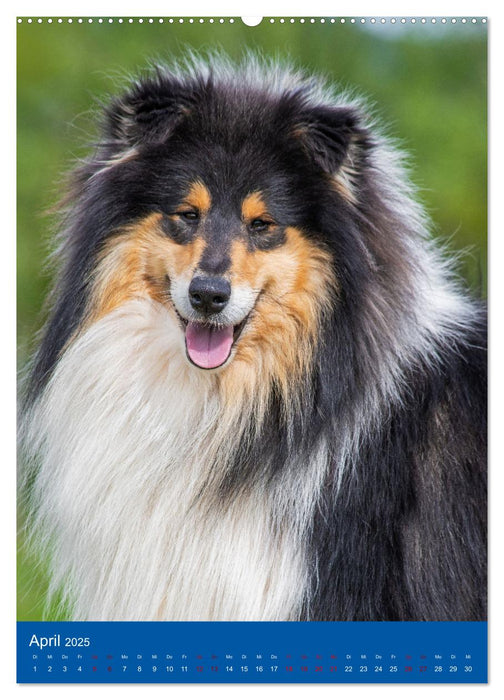 Traumhund Collie - Glück auf vier Pfoten (CALVENDO Premium Wandkalender 2025)