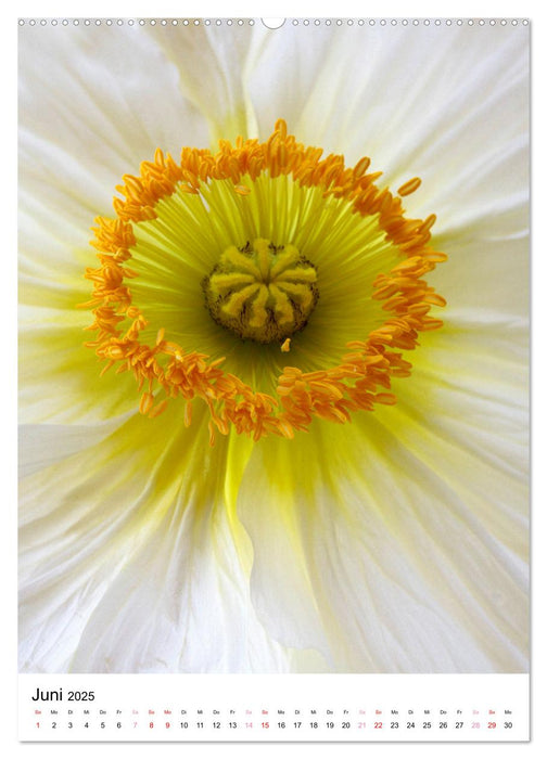 Blüten - Ein Fest der Formen und Farben (CALVENDO Premium Wandkalender 2025)