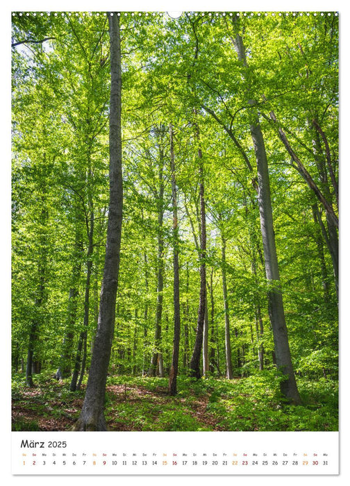 Bäume im Harz (CALVENDO Premium Wandkalender 2025)