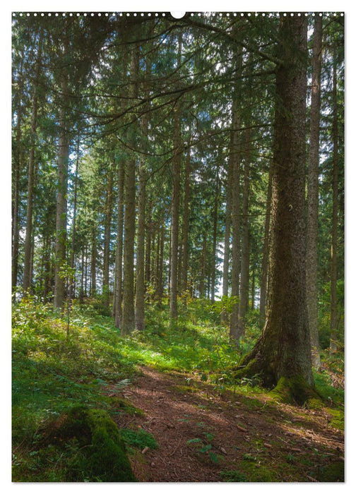 Bäume im Harz (CALVENDO Premium Wandkalender 2025)