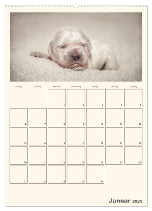 Zauberhafte Golden Retriever (CALVENDO Premium Wandkalender 2025)