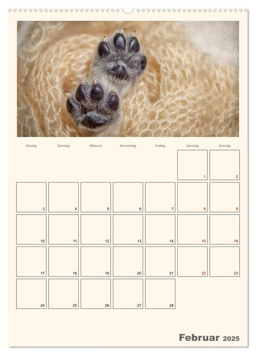 Zauberhafte Golden Retriever (CALVENDO Premium Wandkalender 2025)