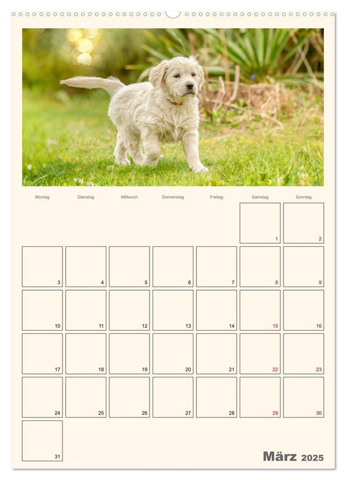 Zauberhafte Golden Retriever (CALVENDO Premium Wandkalender 2025)