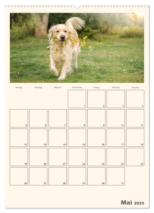 Zauberhafte Golden Retriever (CALVENDO Premium Wandkalender 2025)