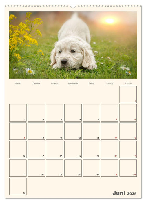 Zauberhafte Golden Retriever (CALVENDO Premium Wandkalender 2025)