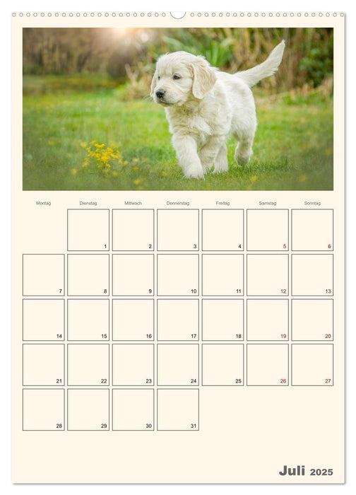 Zauberhafte Golden Retriever (CALVENDO Premium Wandkalender 2025)