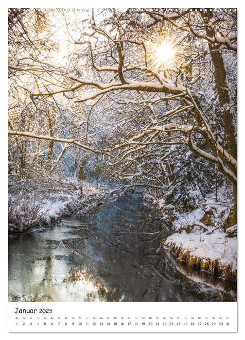 Bäume im Harz (CALVENDO Wandkalender 2025)