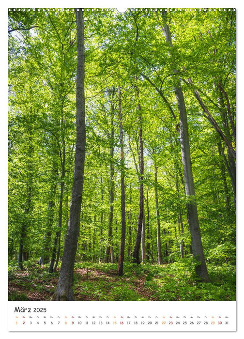 Bäume im Harz (CALVENDO Wandkalender 2025)