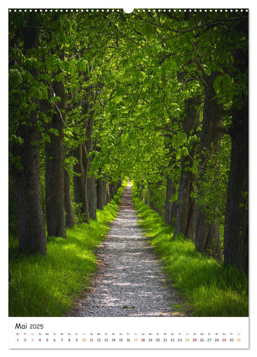 Bäume im Harz (CALVENDO Wandkalender 2025)