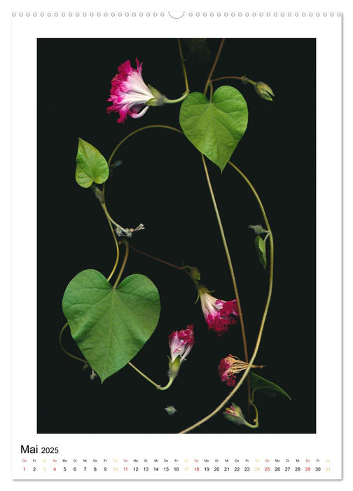 Pflanzen als kleine Preziosen (CALVENDO Premium Wandkalender 2025)