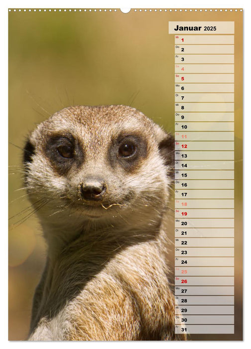 Erdmännchen, putzige Kerlchen mit großen Knopfaugen (CALVENDO Premium Wandkalender 2025)