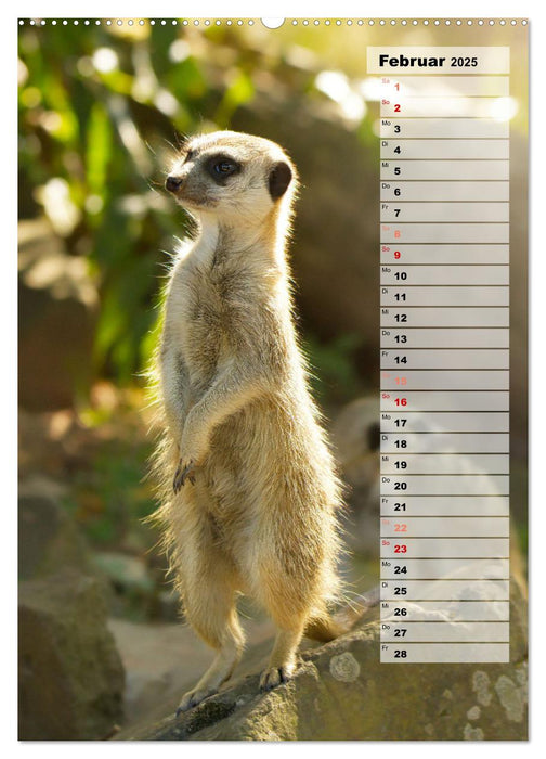 Erdmännchen, putzige Kerlchen mit großen Knopfaugen (CALVENDO Premium Wandkalender 2025)