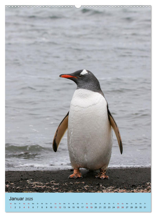 Antarktis - Das Gebiet der Pinguine (CALVENDO Wandkalender 2025)