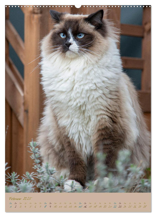 Plüschige Katzen im Garten (CALVENDO Premium Wandkalender 2025)