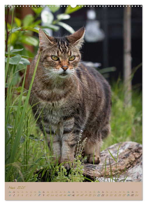 Plüschige Katzen im Garten (CALVENDO Premium Wandkalender 2025)