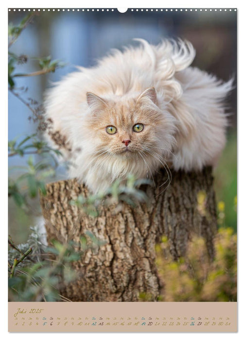 Plüschige Katzen im Garten (CALVENDO Premium Wandkalender 2025)