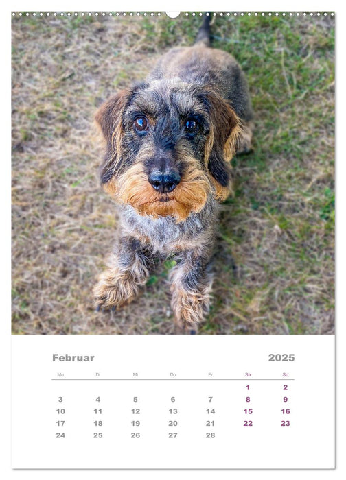 Dackel(augen)blicke (CALVENDO Premium Wandkalender 2025)