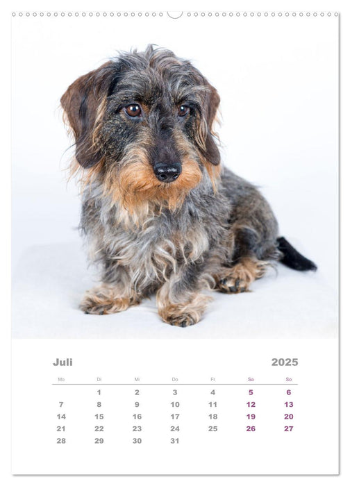 Dackel(augen)blicke (CALVENDO Premium Wandkalender 2025)