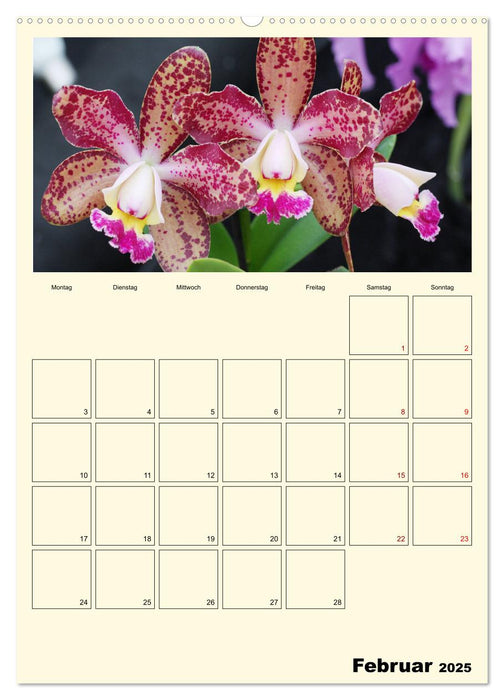 Orchideenträume (CALVENDO Premium Wandkalender 2025)