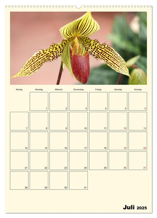 Orchideenträume (CALVENDO Premium Wandkalender 2025)