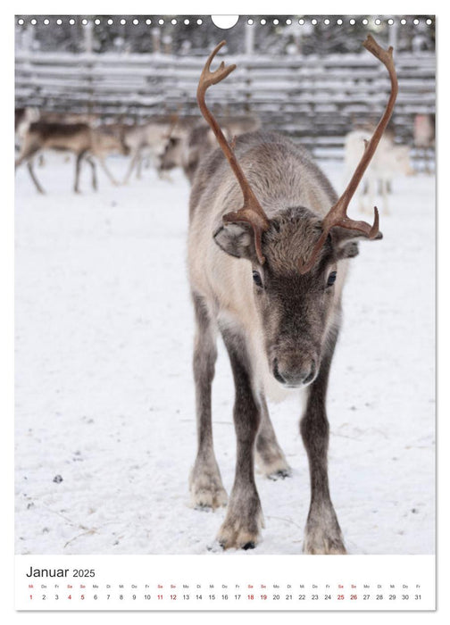 Winter in Lappland - Bezaubernde Schönheit (CALVENDO Wandkalender 2025)