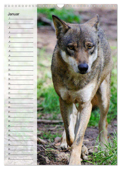 Der Wolf - Isegrim in den heimischen Wäldern - Kalender 2025 (CALVENDO Wandkalender 2025)