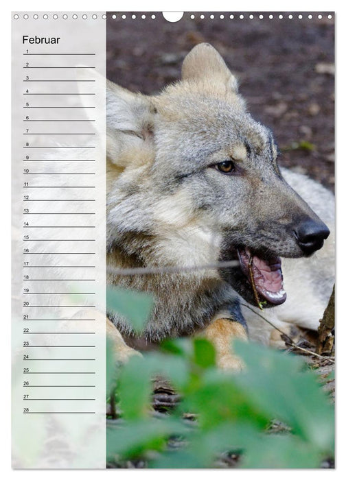 Der Wolf - Isegrim in den heimischen Wäldern - Kalender 2025 (CALVENDO Wandkalender 2025)