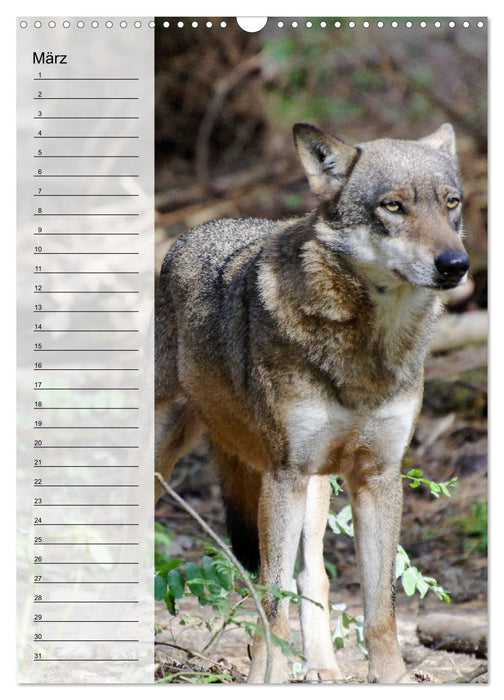 Der Wolf - Isegrim in den heimischen Wäldern - Kalender 2025 (CALVENDO Wandkalender 2025)