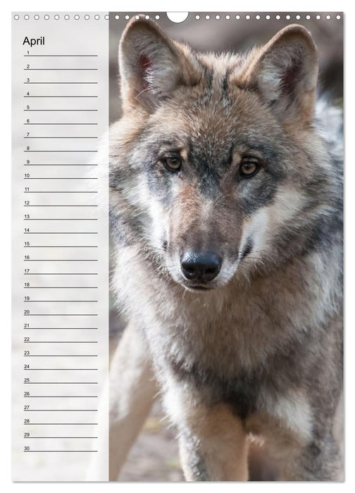 Der Wolf - Isegrim in den heimischen Wäldern - Kalender 2025 (CALVENDO Wandkalender 2025)