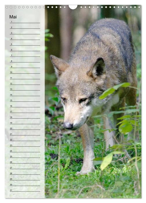 Der Wolf - Isegrim in den heimischen Wäldern - Kalender 2025 (CALVENDO Wandkalender 2025)