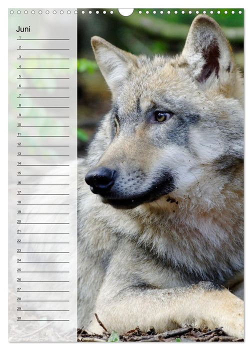 Der Wolf - Isegrim in den heimischen Wäldern - Kalender 2025 (CALVENDO Wandkalender 2025)