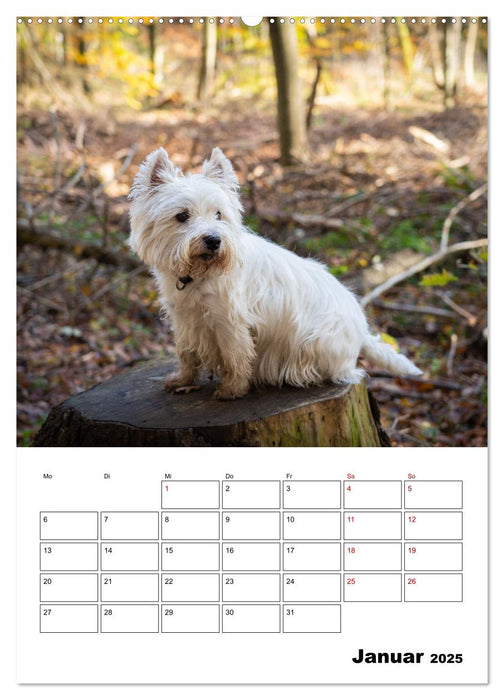 West Highland White Terrier - Herzensbrecher auf vier Pfoten (CALVENDO Wandkalender 2025)