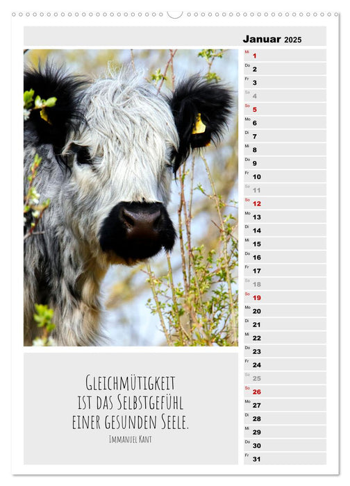 Coole Rindviecher (CALVENDO Premium Wandkalender 2025)