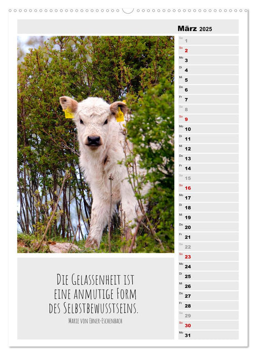 Coole Rindviecher (CALVENDO Premium Wandkalender 2025)