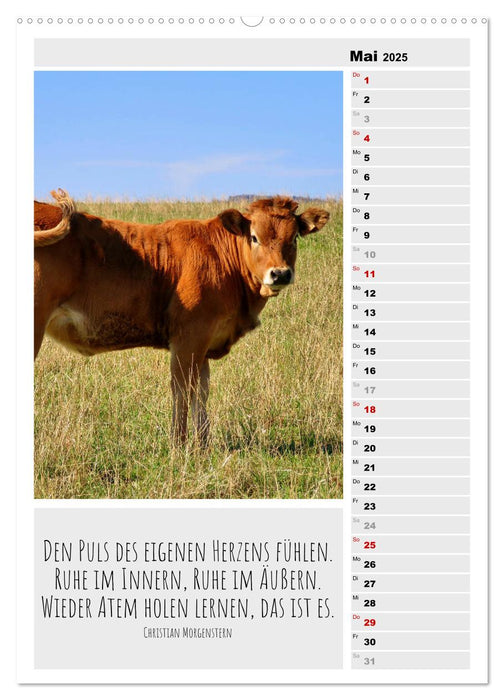 Coole Rindviecher (CALVENDO Premium Wandkalender 2025)