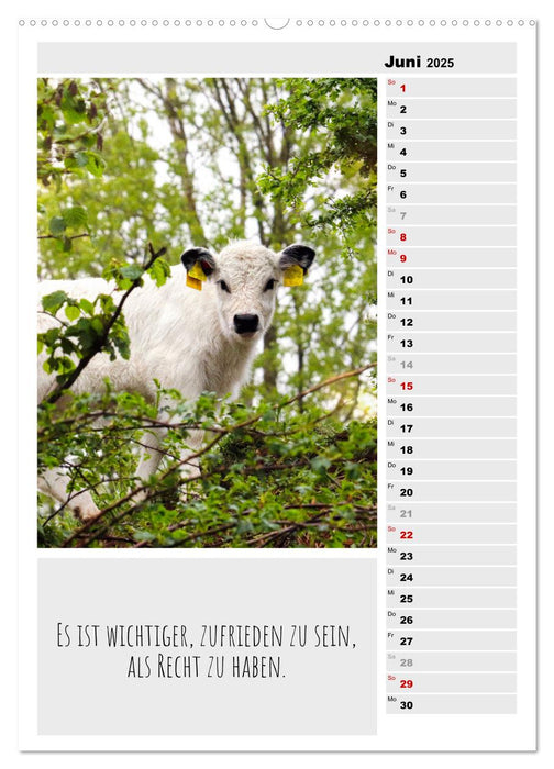 Coole Rindviecher (CALVENDO Premium Wandkalender 2025)