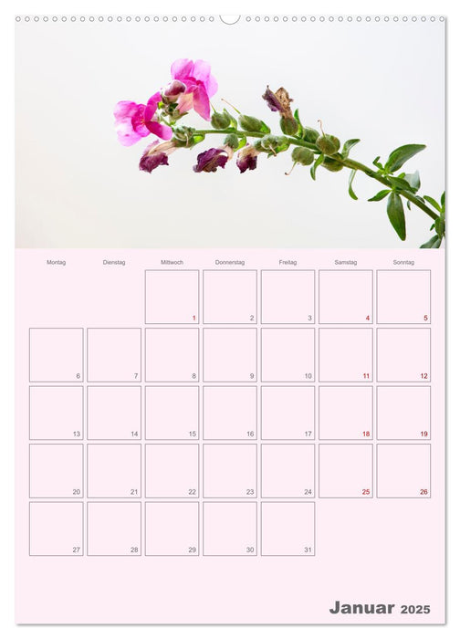 Blumenmetamorphosen (CALVENDO Premium Wandkalender 2025)