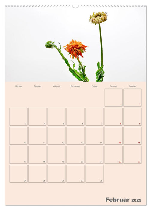 Blumenmetamorphosen (CALVENDO Premium Wandkalender 2025)