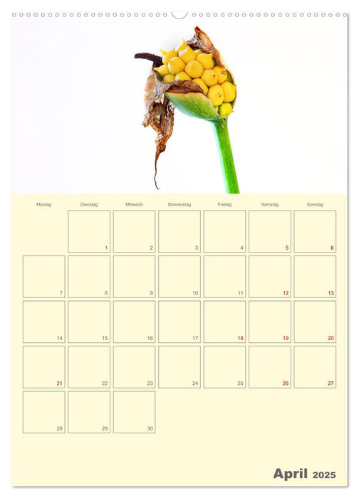 Blumenmetamorphosen (CALVENDO Premium Wandkalender 2025)
