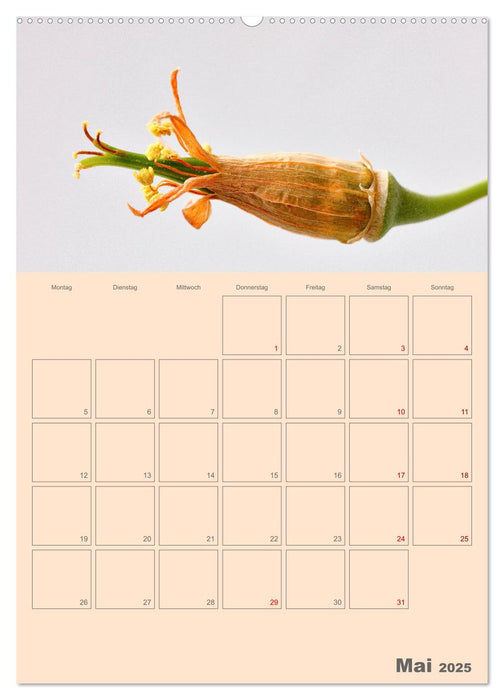 Blumenmetamorphosen (CALVENDO Premium Wandkalender 2025)