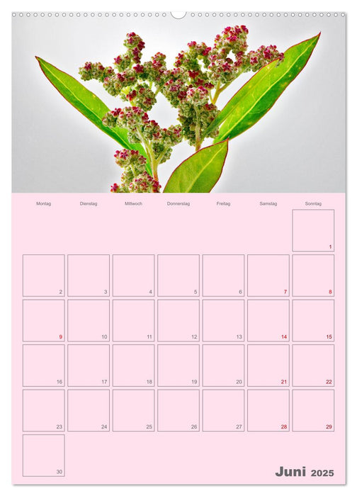 Blumenmetamorphosen (CALVENDO Premium Wandkalender 2025)