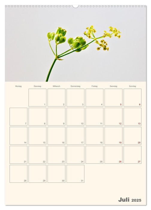 Blumenmetamorphosen (CALVENDO Premium Wandkalender 2025)